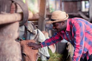 Livestock, risks and wellbeing pastoralists and agro-pastoralists in Africa